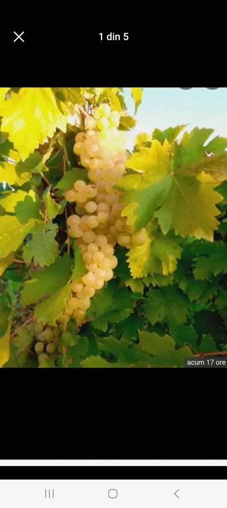Vindem struguri de vin diferite soiuri se transportă în toată țara