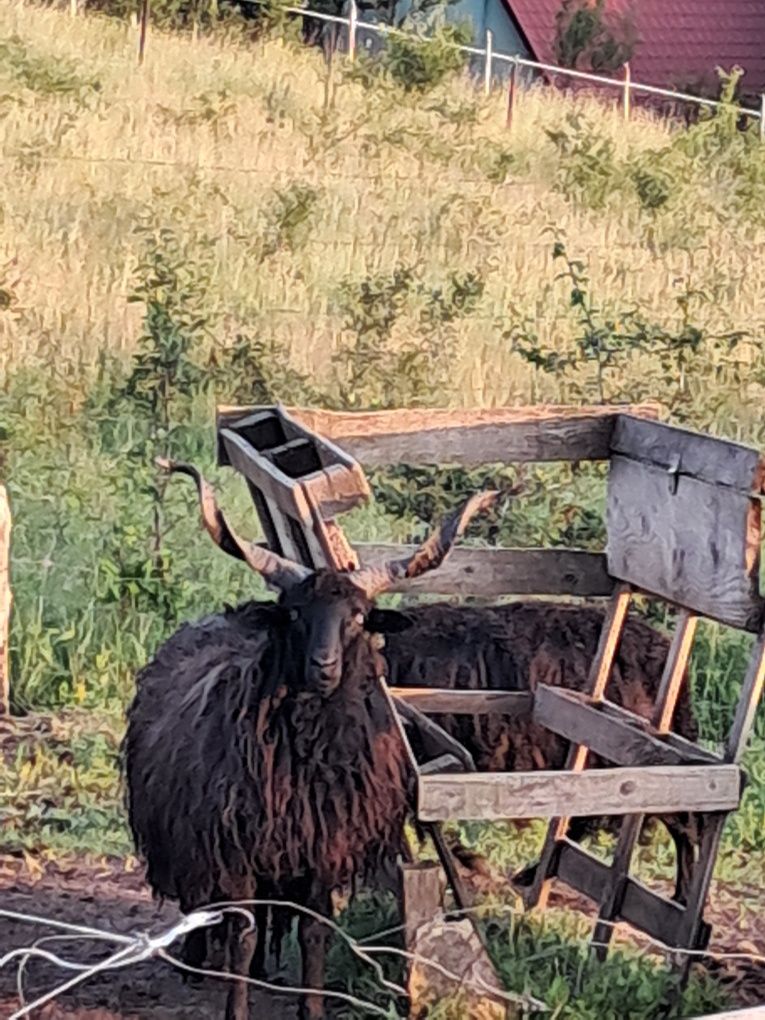 Vând berbeci si două  oi racka ( ratca) de diverse vârste/