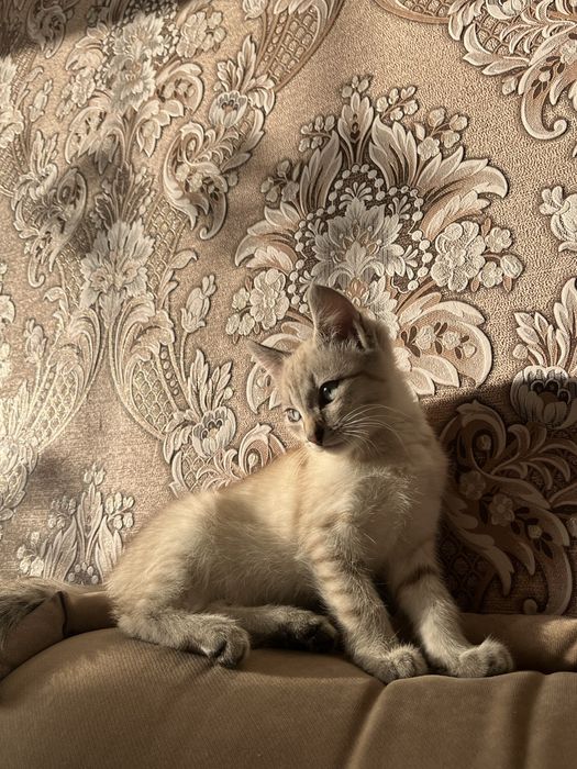 Срочно! Котёнок 4 месяца, в связи с переездом