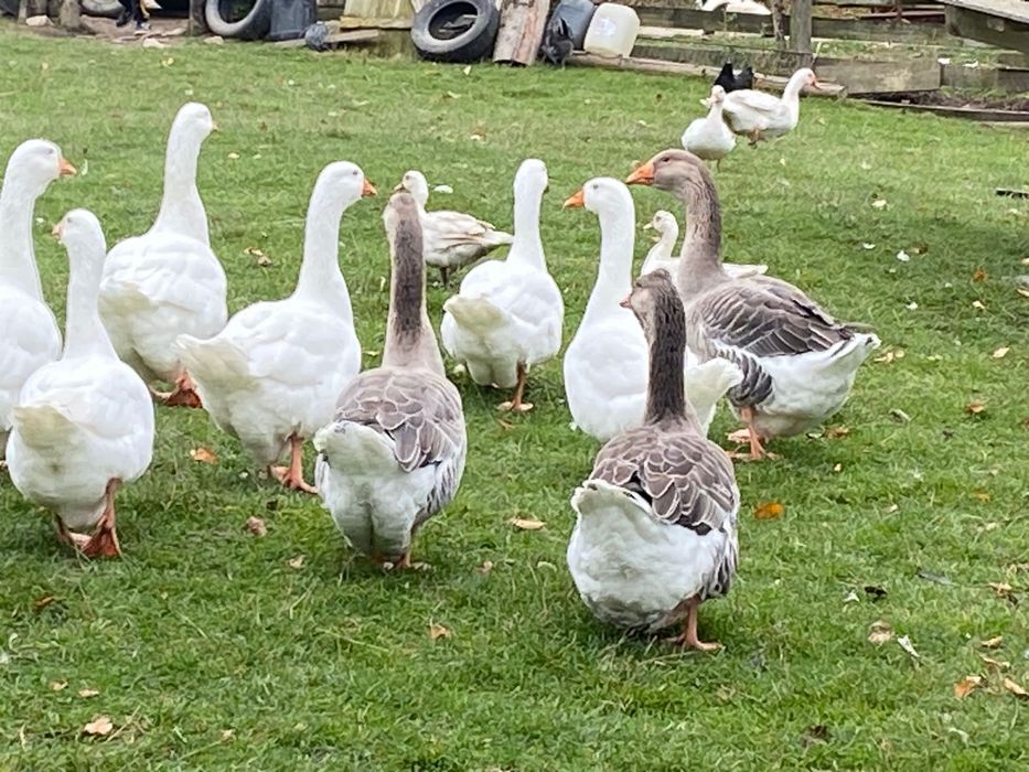Gâște Toulouse/Emden