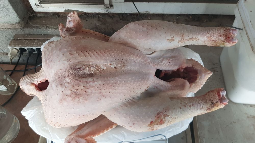 Домашняя индюшка