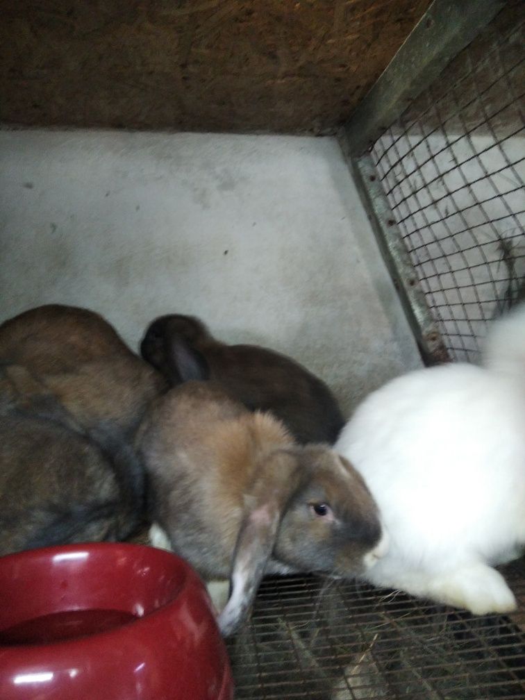 Продам породистых кроликов