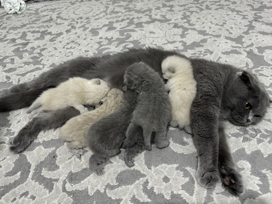 Кошка продается породистая чистоплатная ! 2 года лоток знает отлично .