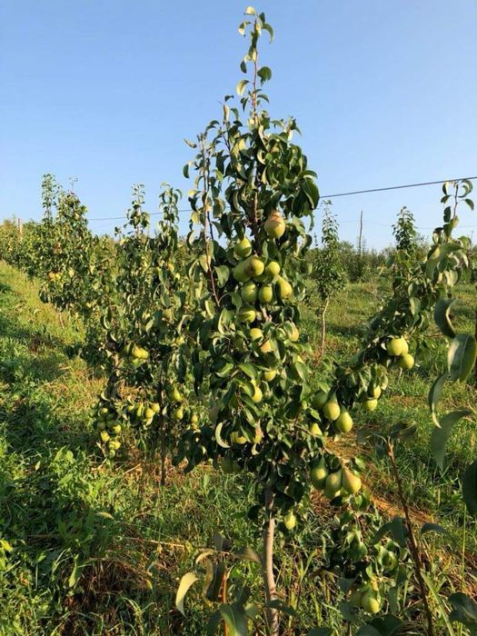 Pomi frucfiferi columnari