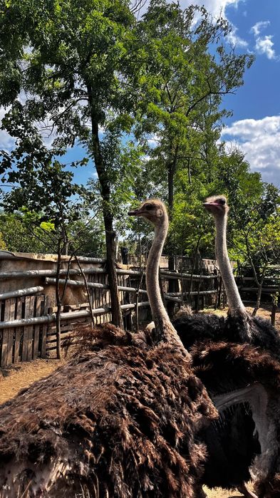 Vând familie struț