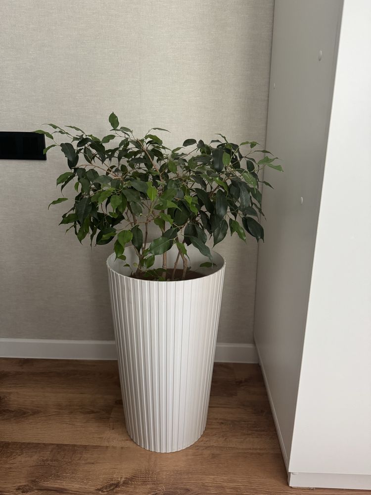 Продам фикус бенжамина