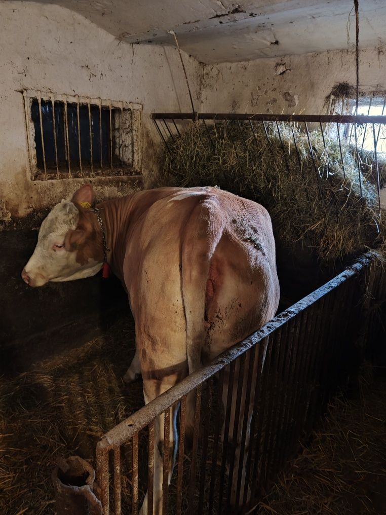 Vând junincă cu acte inregula