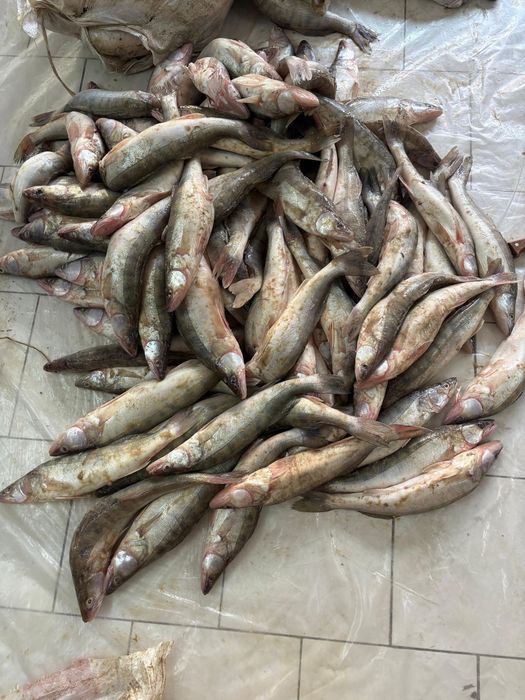 Рыба судак Атырауская