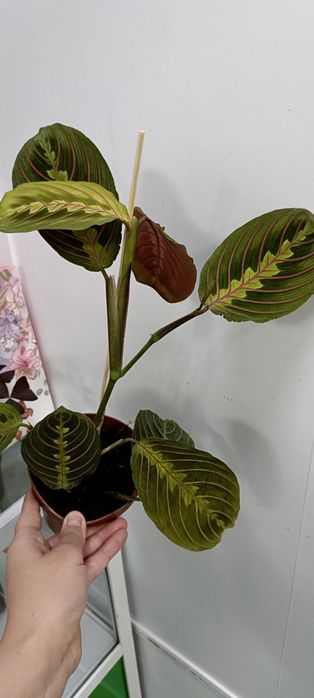 Маранта:4000 тенге