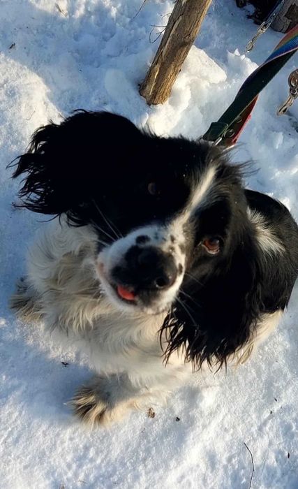 Русский спаниель, девочка