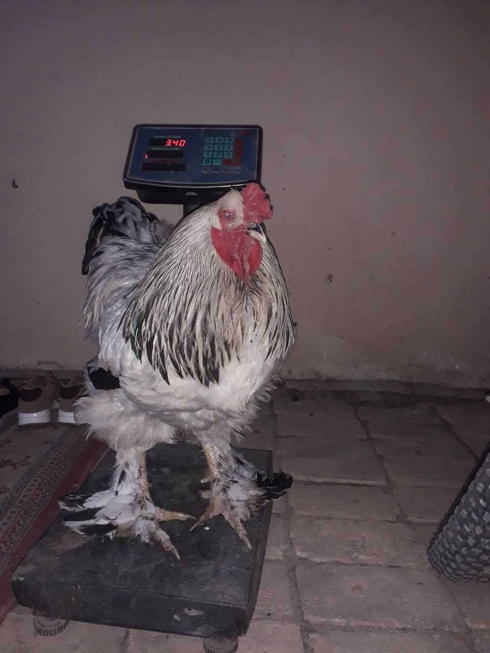 Brama xoraz sotiladi