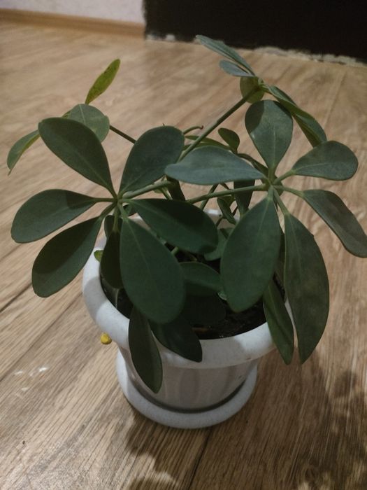 Продам комнатные цветы