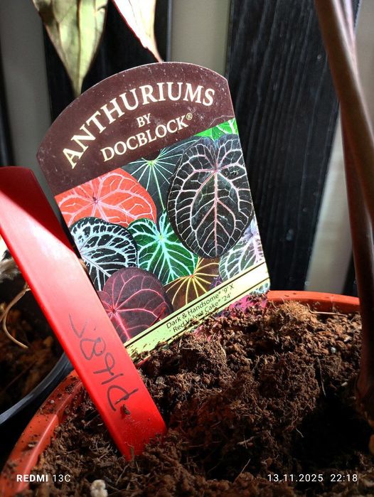 Антуриум гибрид дарк и хэндсом