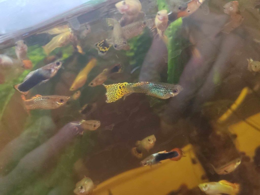 Vanzare pesti guppy
