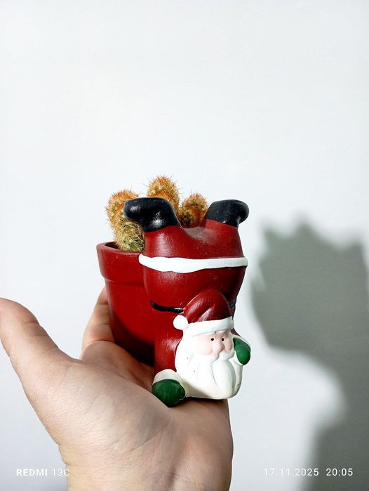 Кактусы суккуленты новогодние подарки