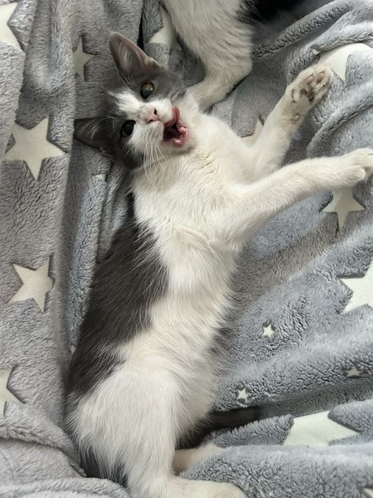 Отдаю котят в добрые руки