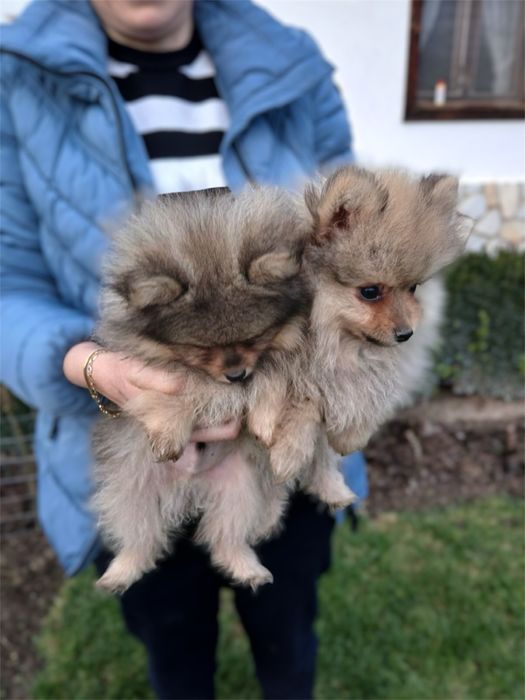 Мъжки Померанчета