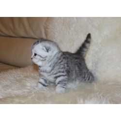 Shinshilla fold serebristiy шиншилла фолд narxi bulishi