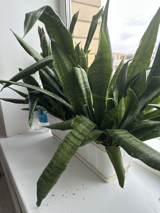 Продам сансевиерию. Один горшок 3000 тенге