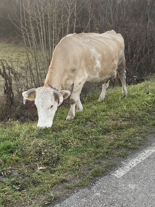 Vand vaca de tinut cu lapte