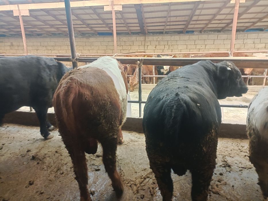 Етке арналған семіз бұқалар