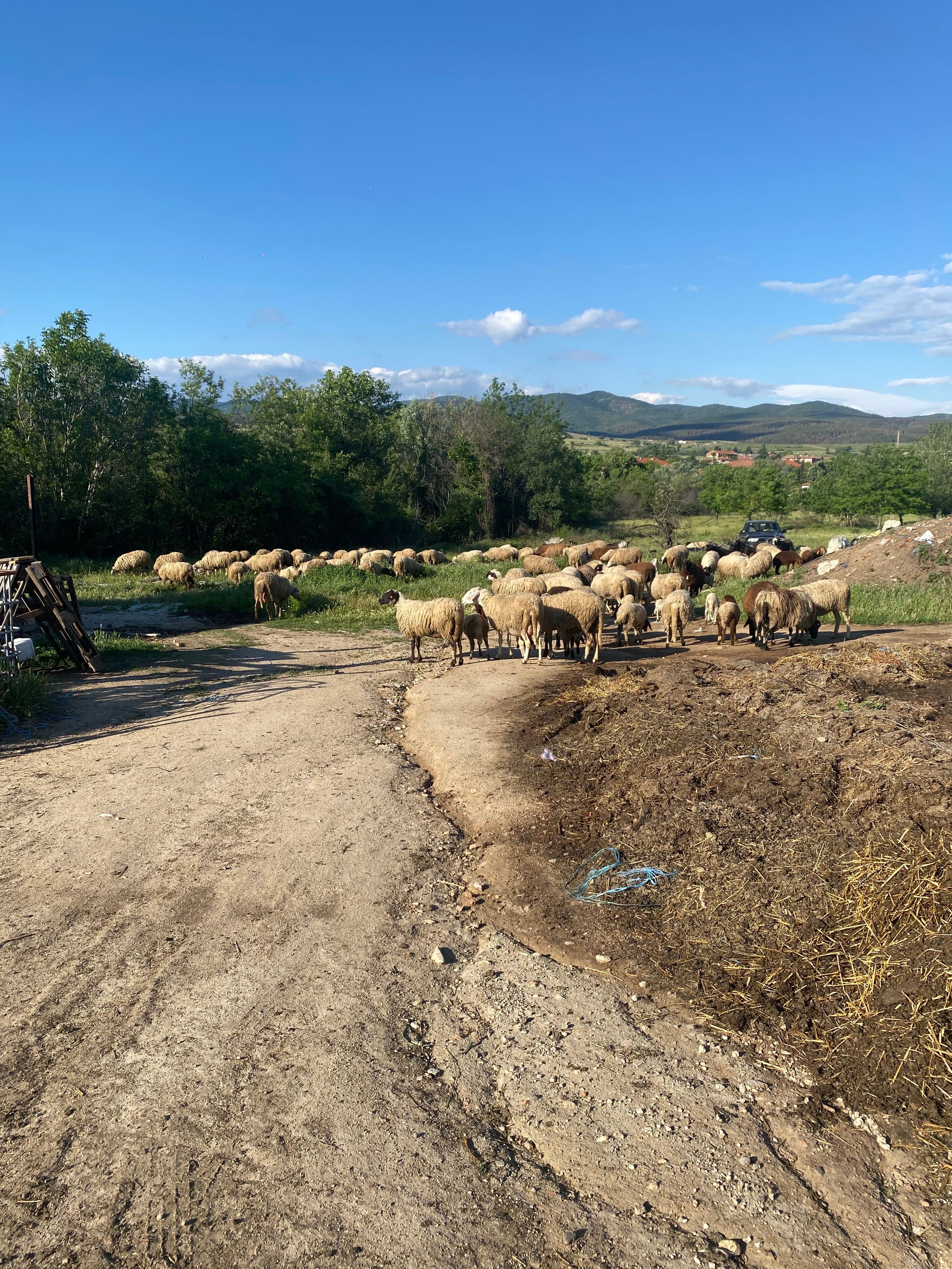 Млади и гледани овце
