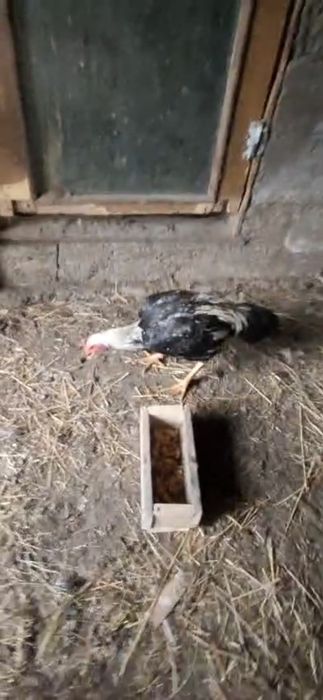 Продам атлас цена 21 тысяч