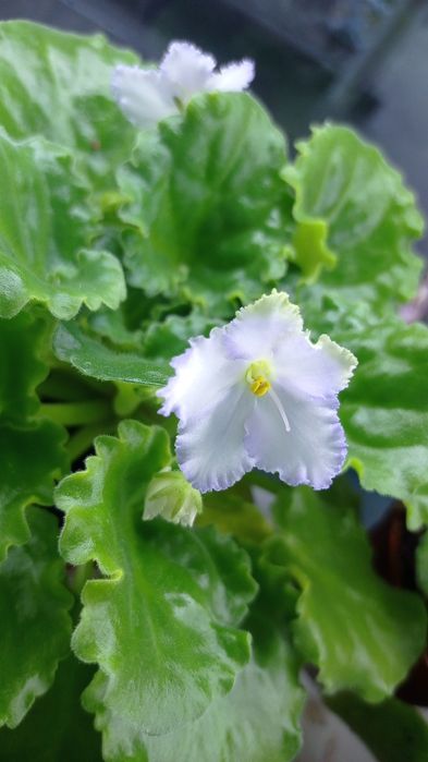 Fiyalka gullari sotuvda bor