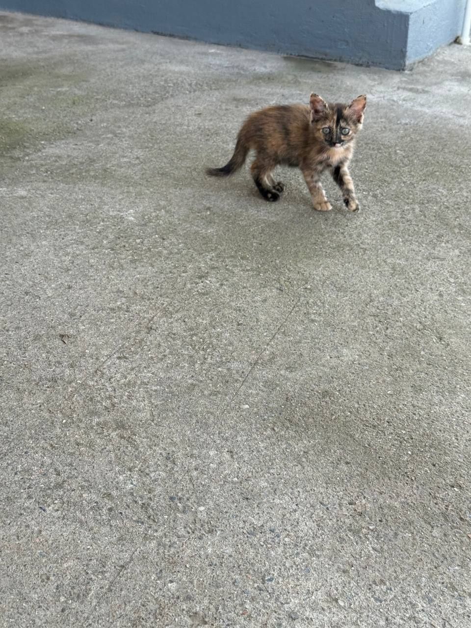 Отдам котенка в добрые руки