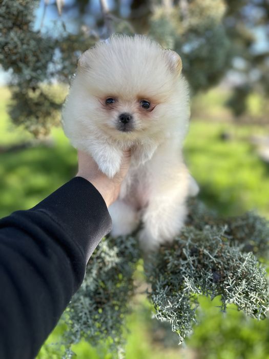 Мини Померан.