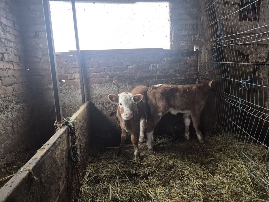 Vând oi viței Bălțata Românească