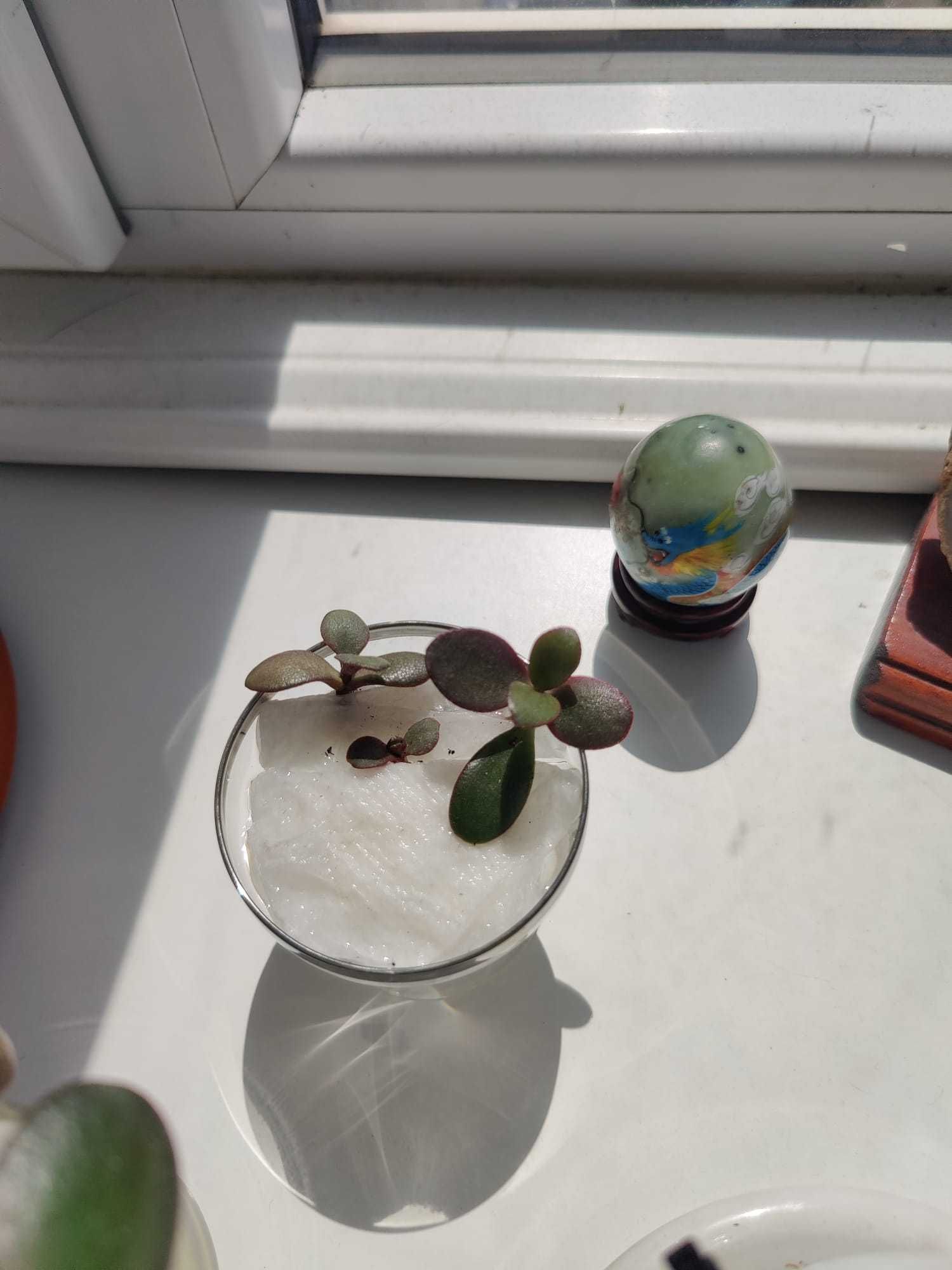Pui Crassula Ovata (Arborele de jad)