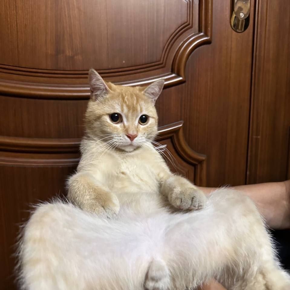 Mushekcha ciroyli