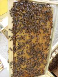 Пчелни семейства, малки пчелни семейства.