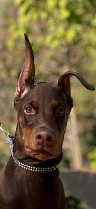 Продается щенок добермана-девица