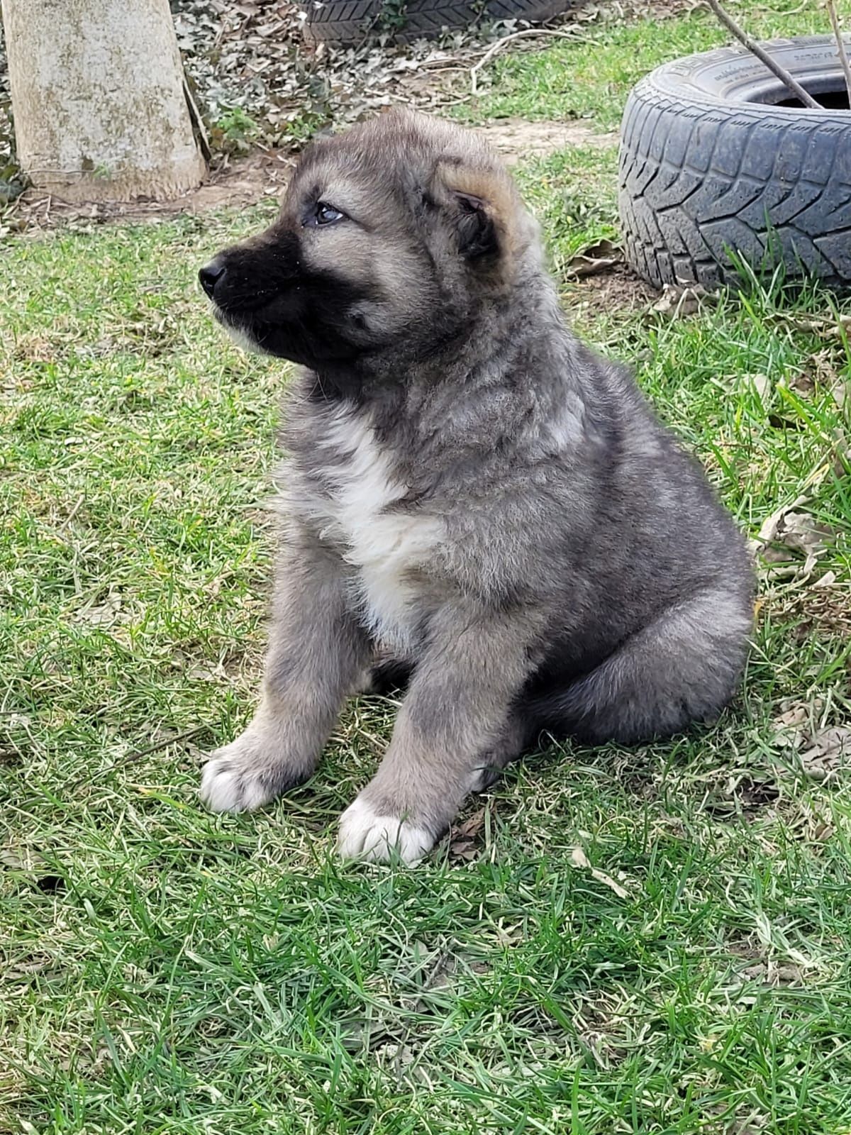 Ciobanesc caucazian  talie mare.