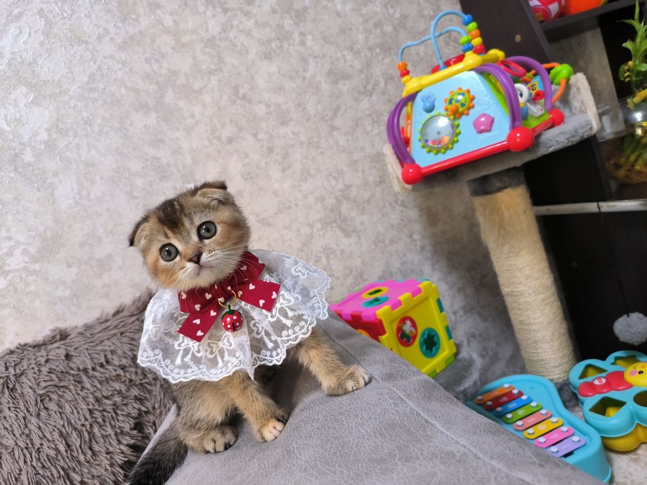Шикарные котята шиншиллы