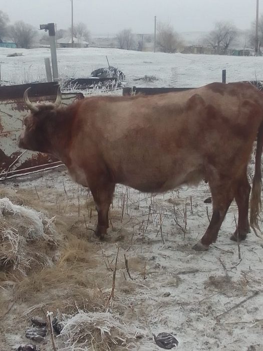 Продам дойную молочную корову, отёл через месяц.