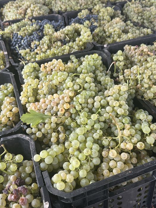 Struguri pentru vin