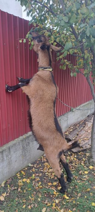 Capră alpina de vânzare