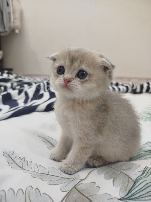 Скотишь фолд, шиншилла