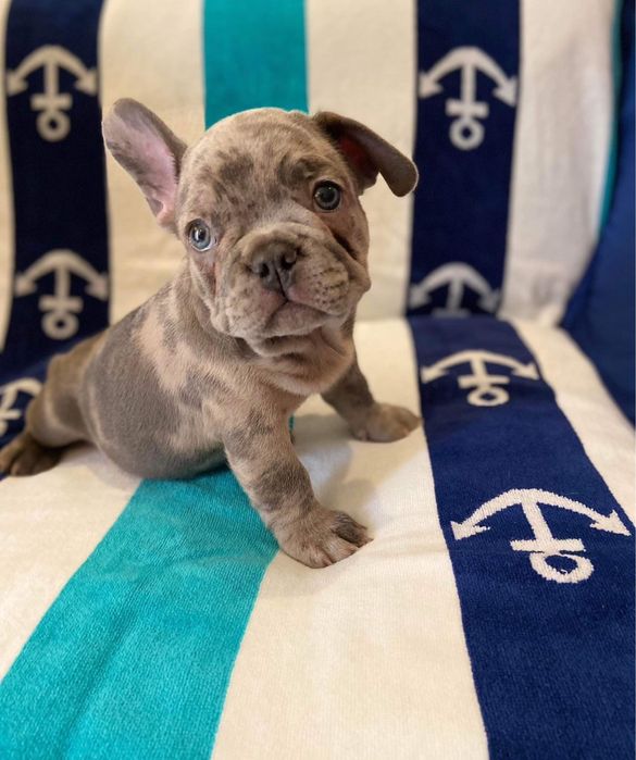 Bulldog Francez Merle