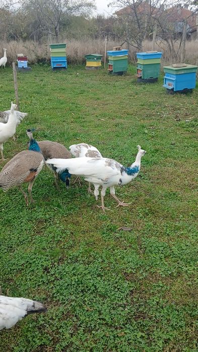 Свободни пауни  сребърни Арлекини  Бели  индийски  обикновени