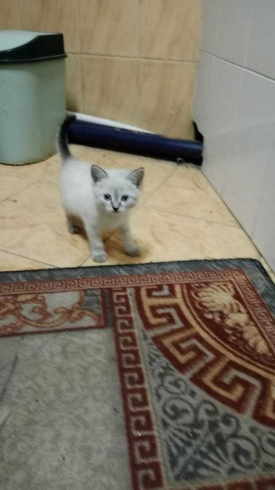 Отдам котят в хорошие руки