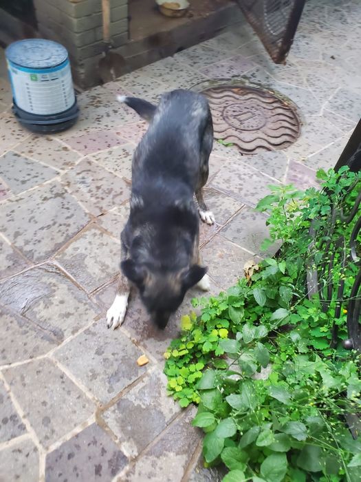 Собака самка умная