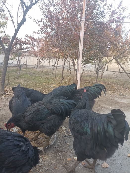 Хўрозлар сотилади.жерс