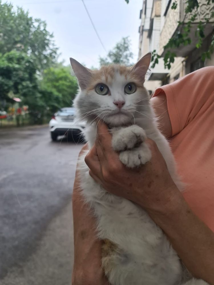 Кошечка ищет дом