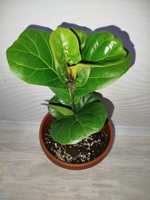 Fikus lirata фикус лирата