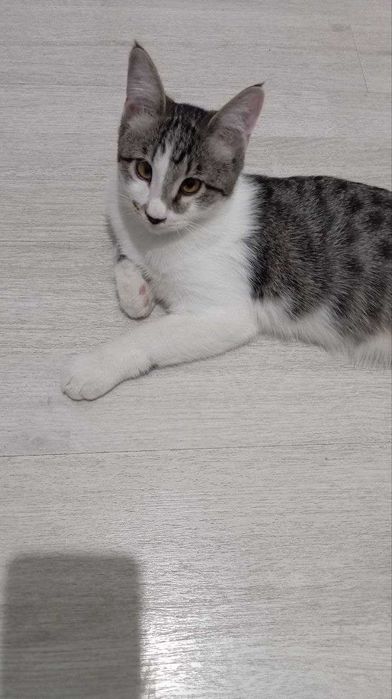 Очаровательный котик, 5 мес., паспорт, кастрирован, лоток+