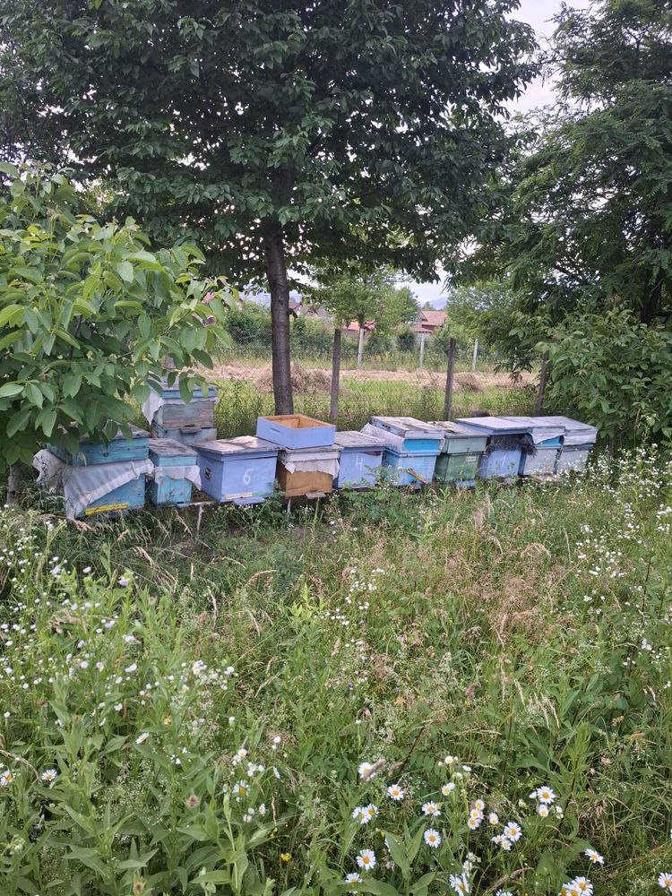 Vând stupi cu albine și roiuri